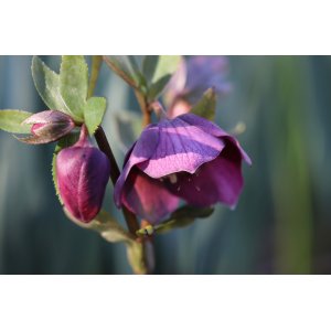 Čemerica (Heleborus) ´BLUE LADY´ kont. P9